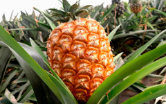 Pineapple from the Azores