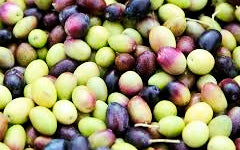 Galega Olive PGI