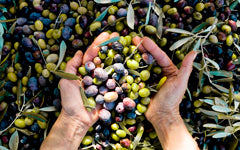 Negrinha do Douro Olives