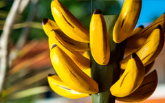 Madeira Banana