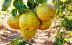 Rocha Pear from the West PDO